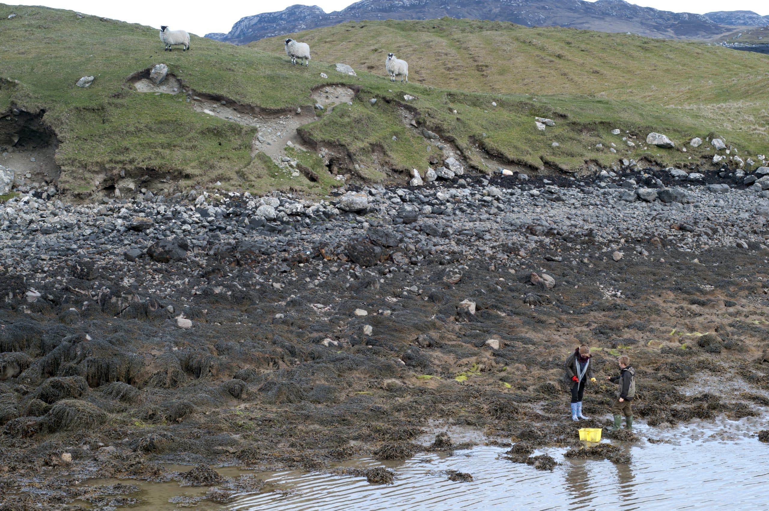 Sheep grazing above a rocky North Uist shore