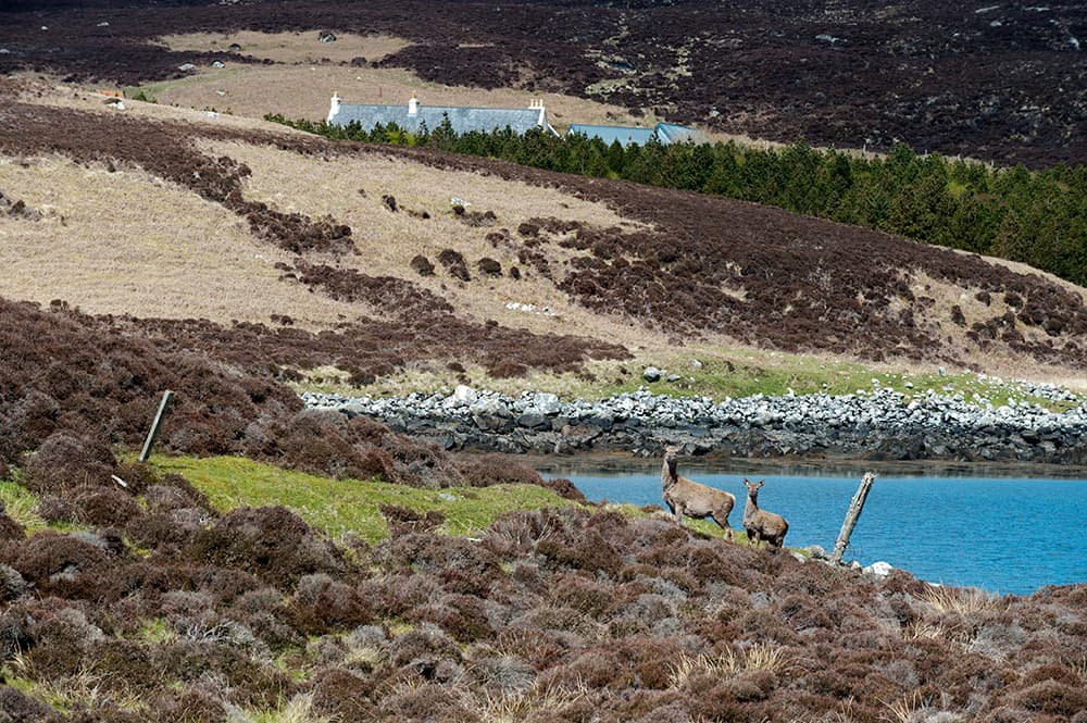 Red deer hinds above a loch on North Uist